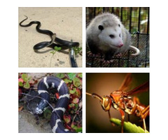 The Impact of Wildlife Pest Control | free-classifieds-usa.com - 1