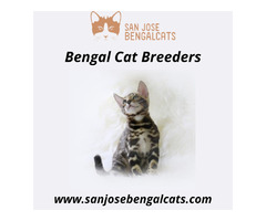 Bengal Cat Breeders | free-classifieds-usa.com - 1