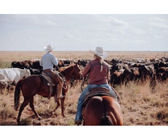 The TA Guest Ranch in Buffalo WY | free-classifieds-usa.com - 1