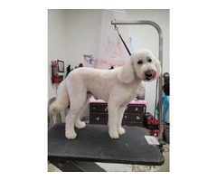 Smoochie Pooch! Your Local Pet Grooming Boutique | free-classifieds-usa.com - 1