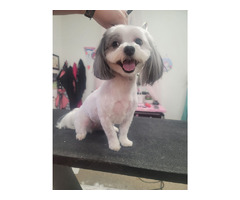 Best Dog Grooming Service in Indiana | free-classifieds-usa.com - 1