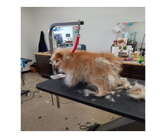 Pet Treatment and Spa Therapies By Smoochie-Pooch | free-classifieds-usa.com - 1