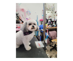 Best Pet Grooming Service In Crown Point IN By Smoochie Pooch  | free-classifieds-usa.com - 1