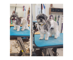 Dog Grooming Services in Fort Wayne, Indiana By Smoochie Pooch  | free-classifieds-usa.com - 1