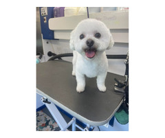 Valparaiso’s Most Trusted Pet Groomers! Smoochie Pooch | free-classifieds-usa.com - 1