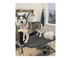 Local Mobile Dog Groomers Prioritize Health and Safety | free-classifieds-usa.com - 1