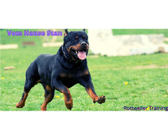 German Rottweiler Training for Puppies in Washington - Vom Hause Stan | free-classifieds-usa.com - 1