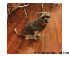 Help bring Lost Merlin home | free-classifieds-usa.com - 1