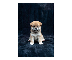 Shiba inu puppies | free-classifieds-usa.com - 3