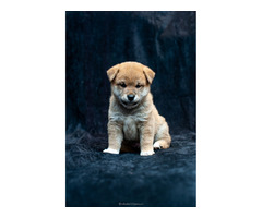 Shiba inu puppies | free-classifieds-usa.com - 4