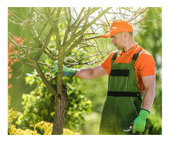 Get the Best Tree Trimming Service in Maui | Island Tree Style | free-classifieds-usa.com - 1