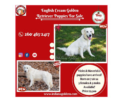 English Cream Golden Retriever Puppies for Sale - Indiana Goldens | free-classifieds-usa.com - 1