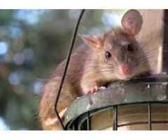 Commercial Rodent Control Services in Albany NY | free-classifieds-usa.com - 1