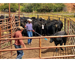 Cattle for Sale in Montana | Connexion Livestock | free-classifieds-usa.com - 1