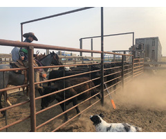 Cattle for Sale in Montana | Connexion Livestock | free-classifieds-usa.com - 2