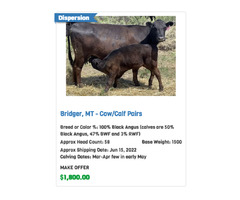Cattle for Sale in Montana | Connexion Livestock | free-classifieds-usa.com - 3