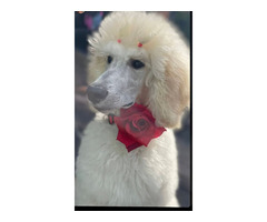 Standard Poodle for sale | free-classifieds-usa.com - 3