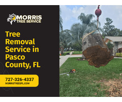 Quality Tree Removal Service in Pasco County, FL | free-classifieds-usa.com - 1
