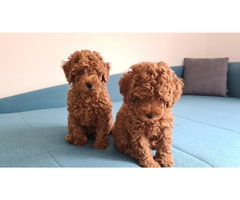 Toy Poodle puppies | free-classifieds-usa.com - 1