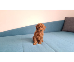 Toy Poodle puppies | free-classifieds-usa.com - 3