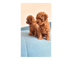 Toy Poodle puppies | free-classifieds-usa.com - 4