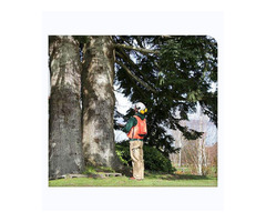 Leading Alpine Tree Care Services to Keep your Trees Healthy from Tree Doctor USA. | free-classifieds-usa.com - 1