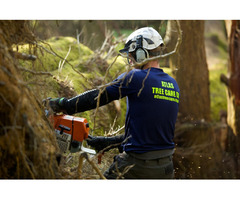 Tree Removal Lacombe | Acadian Tree and Stump Removal Service | free-classifieds-usa.com - 1