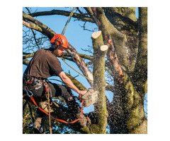 Tree Removal Lacombe | Acadian Tree and Stump Removal Service | free-classifieds-usa.com - 2