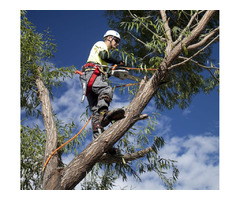 Tree Removal Lacombe | Acadian Tree and Stump Removal Service | free-classifieds-usa.com - 3