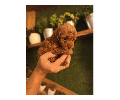 Red poodle puppies | free-classifieds-usa.com - 1