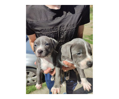 American PitBull Terrier puppies | free-classifieds-usa.com - 1