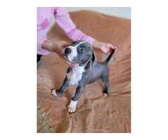 American PitBull Terrier puppies | free-classifieds-usa.com - 2