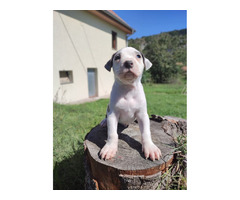 American PitBull Terrier puppies | free-classifieds-usa.com - 3