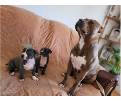 American PitBull Terrier puppies | free-classifieds-usa.com - 4