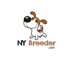 NY Breeder | free-classifieds-usa.com - 1