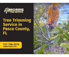 Professional Local Tree Trimmers in Pasco County, FL | free-classifieds-usa.com - 1