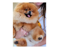 Pomeranian Spitz puppies | free-classifieds-usa.com - 3