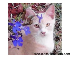 Lost cat !!! | free-classifieds-usa.com - 1