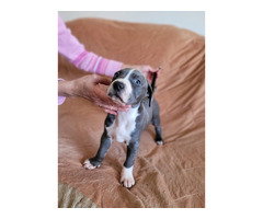 American PitBull Terrier puppies for sale | free-classifieds-usa.com - 2