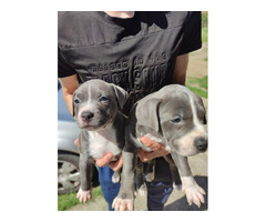 American PitBull Terrier puppies for sale | free-classifieds-usa.com - 3