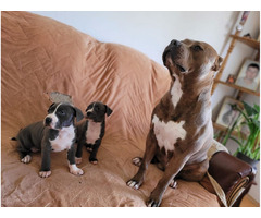 American PitBull Terrier puppies for sale | free-classifieds-usa.com - 4