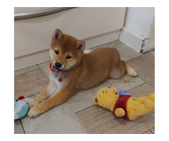 Shiba Inu puppies for sale | free-classifieds-usa.com - 2