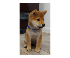 Shiba Inu puppies for sale | free-classifieds-usa.com - 3