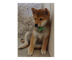Shiba Inu puppies for sale | free-classifieds-usa.com - 4