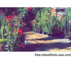 SHADE TREES , PINE TREES , FRUIT TREES | free-classifieds-usa.com - 1