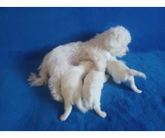 Maltese puppies | free-classifieds-usa.com - 2