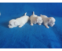 Maltese puppies | free-classifieds-usa.com - 3