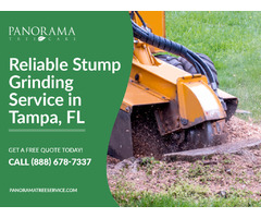 Effortless Stump Removal Service in Tampa, FL | free-classifieds-usa.com - 1