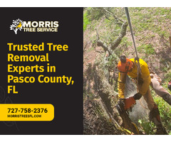 Safe Tree Removal Services in Pasco County, FL | free-classifieds-usa.com - 1