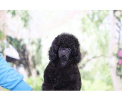 Miniature Poodle puppy | free-classifieds-usa.com - 1